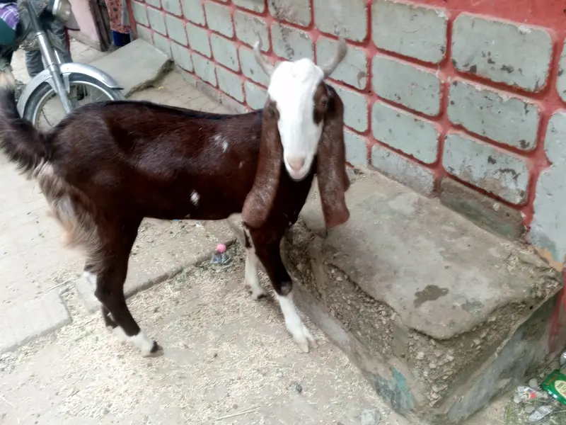 Fresh 2 dant Bakra for sale — photo 3