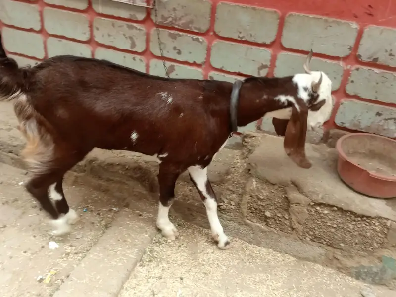 Fresh 2 dant Bakra for sale — photo 4