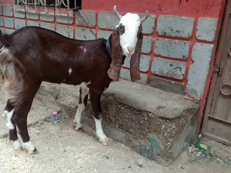 Fresh 2 dant Bakra for sale — photo 5
