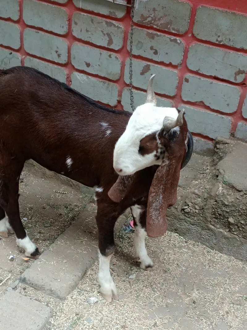 Fresh 2 dant Bakra for sale