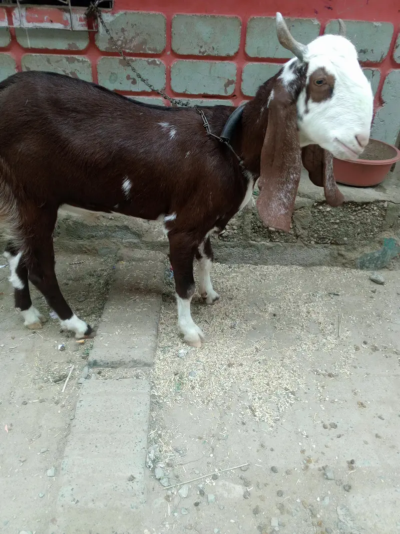 Fresh 2 dant Bakra for sale — photo 6