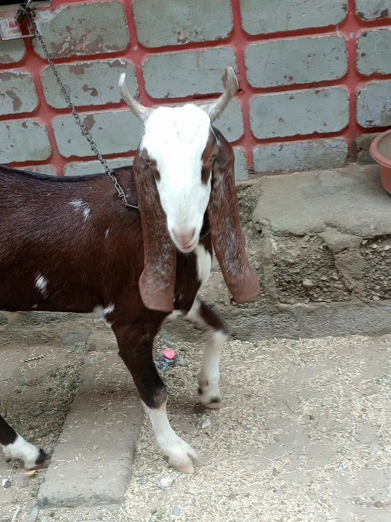 Fresh 2 dant Bakra for sale — photo 7