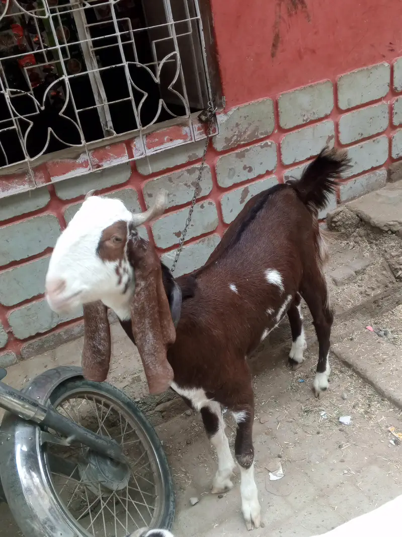 Fresh 2 dant Bakra for sale — photo 8