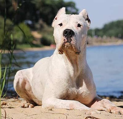 Doggo Argentino. Cane Corso. Alabai. GSD. Golden retriever etc