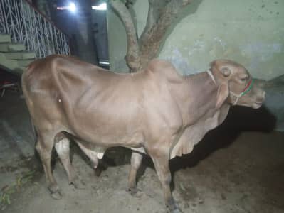contact 03132777209 is par reply milayga