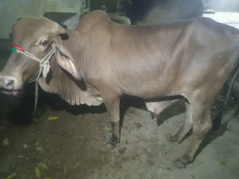 contact 03132777209 is par reply milayga — photo 2