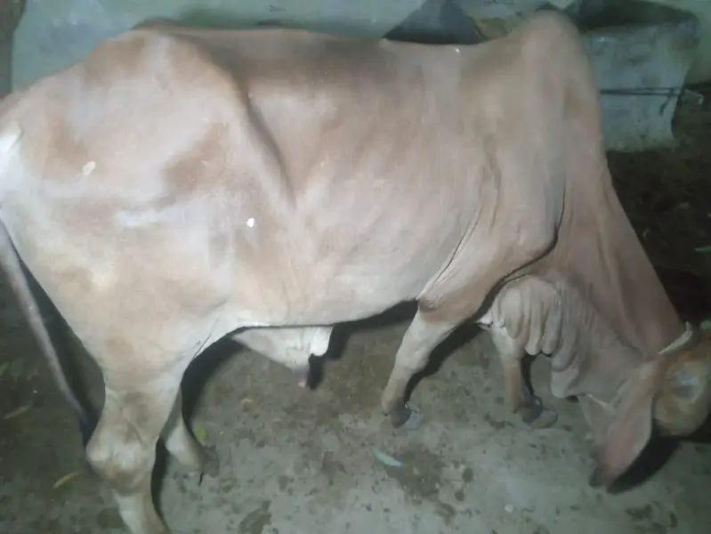 contact 03132777209 is par reply milayga — photo 3