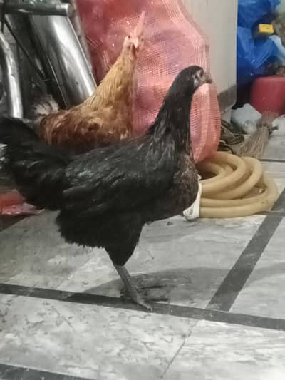 DESI HENS FOR SELL