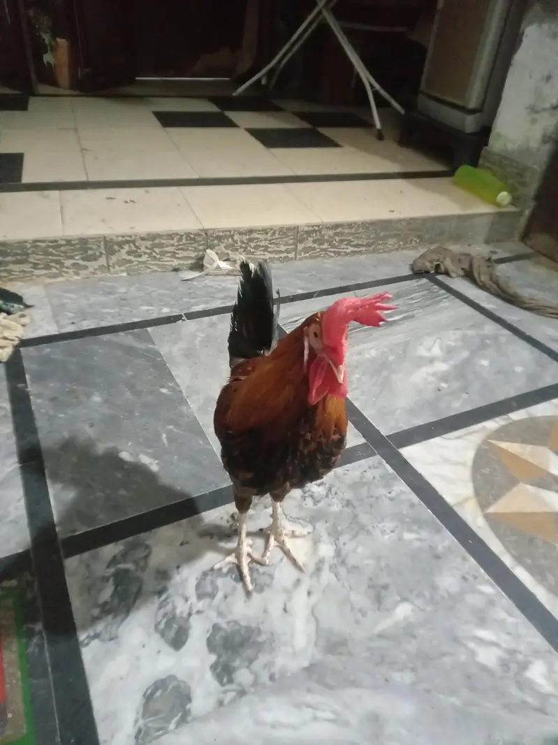 DESI HENS FOR SELL — photo 4