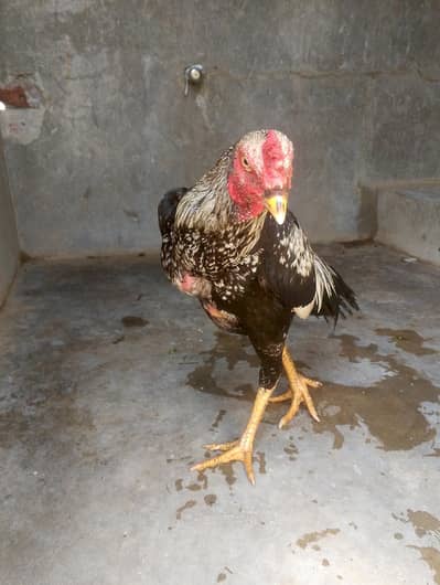aseel patha for sale