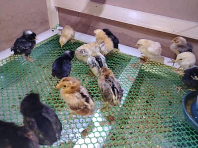 Day Old Golden Misir Chick