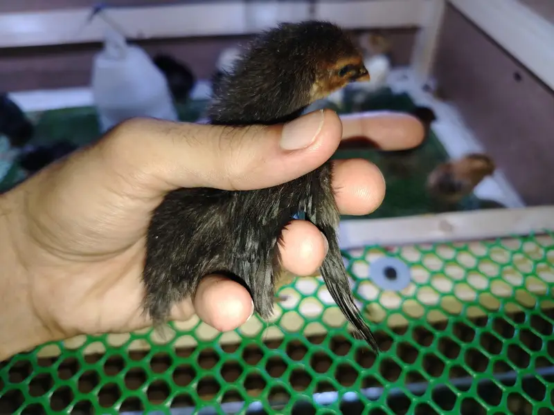 Day Old Golden Misir Chick — photo 2