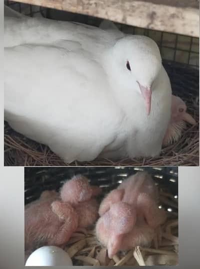 White Red Eye Khumray Pair (Without Chicks] Contact: 03116130712
