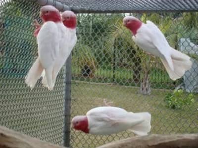 Budgies N Australian Parrots For Sell