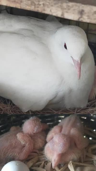 White Red Eye Khumray Pair (Without Chicks] Contact: 03116130712