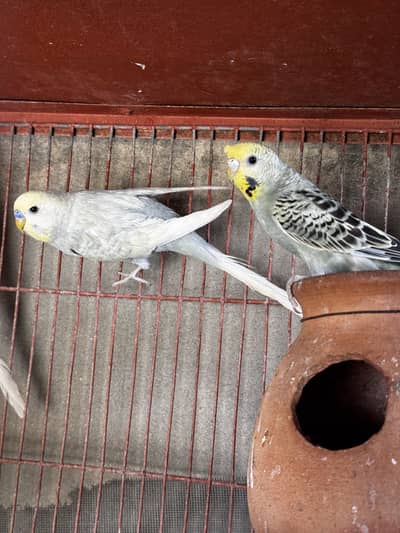 Raibow & splits budgies