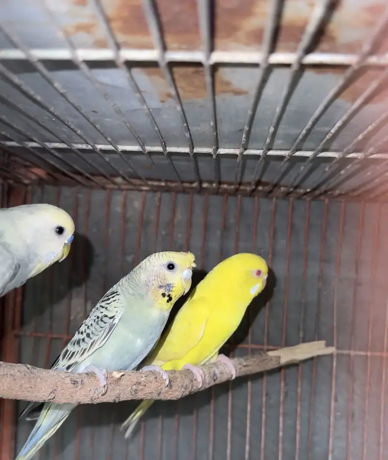 Raibow & splits budgies — photo 2
