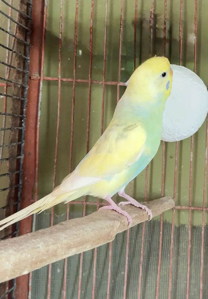 Raibow & splits budgies — photo 3