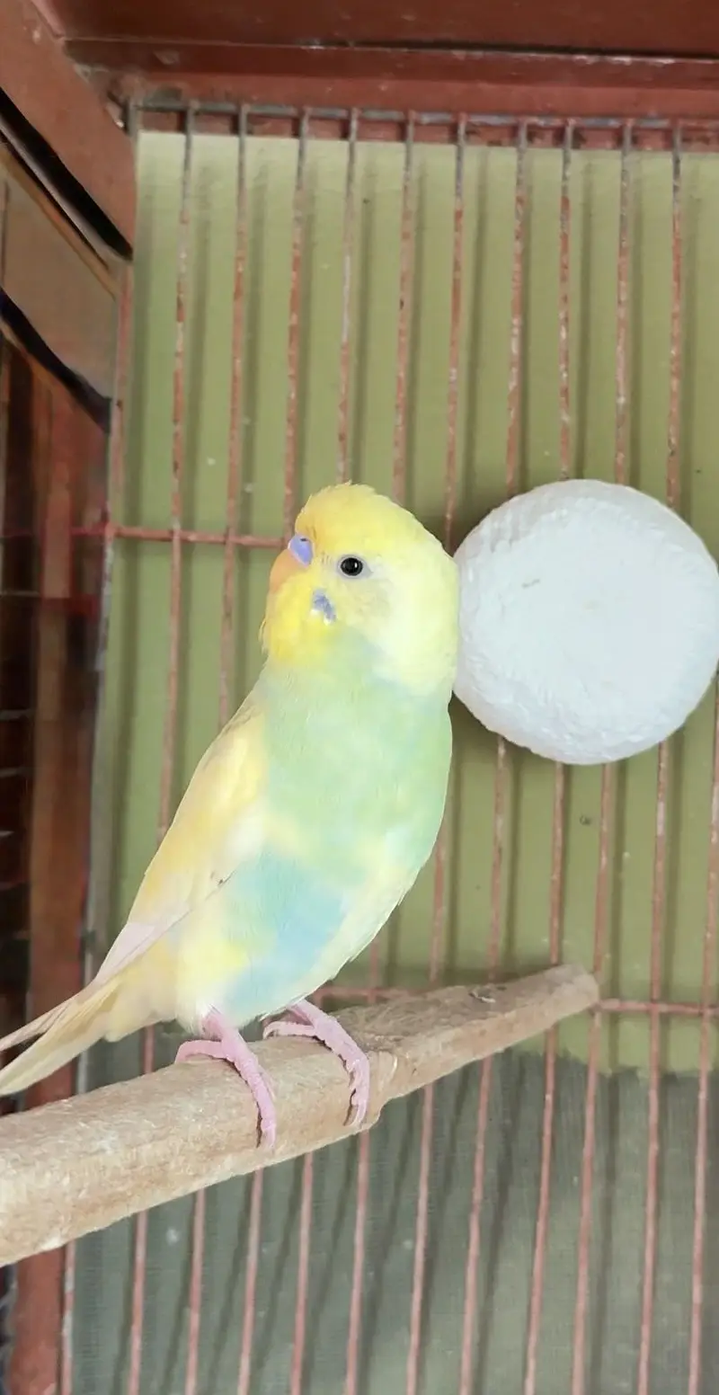 Raibow & splits budgies — photo 4
