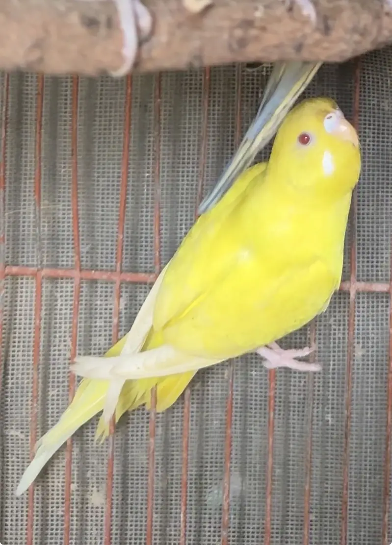 Raibow & splits budgies — photo 5