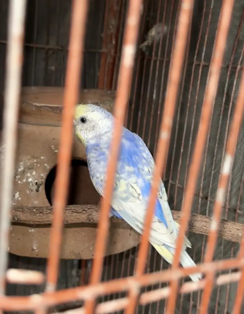 Raibow & splits budgies — photo 6
