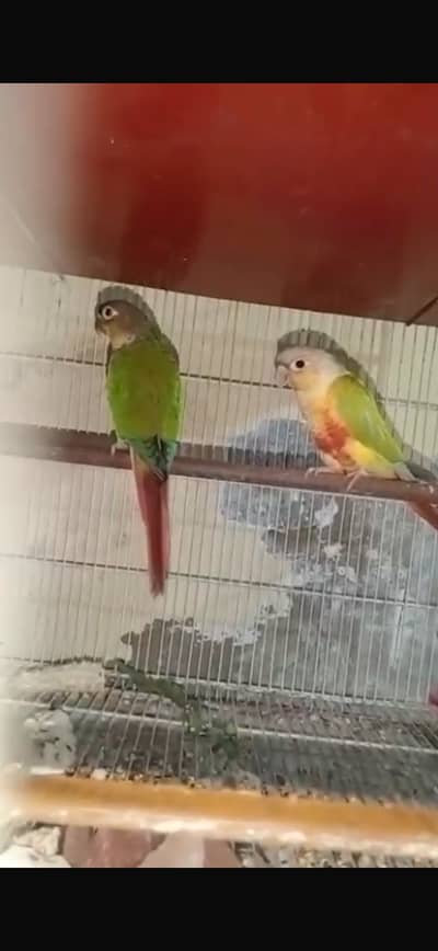 2 males with dna conure yellow sided and dilute