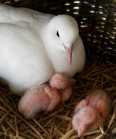 White Red Eye Khumray Pair (Without Chicks] Contact: 03116130712