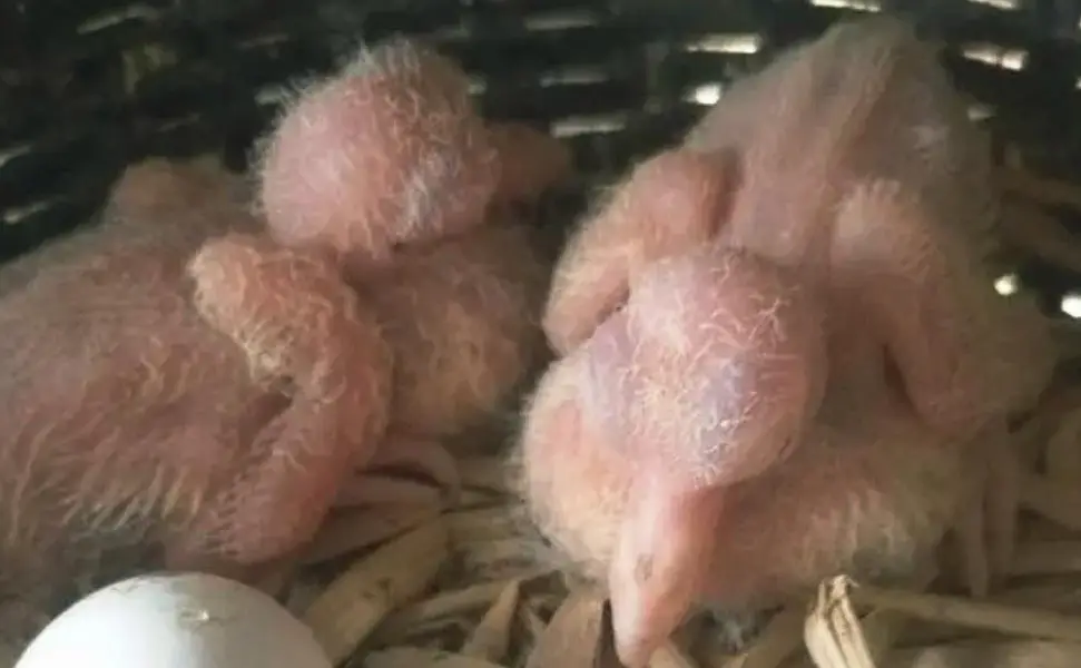 White Red Eye Khumray Pair (Without Chicks] Contact: 03116130712 — photo 2