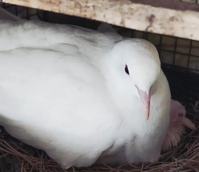 White Red Eye Khumray Pair (Without Chicks] Contact: 03116130712 — photo 3