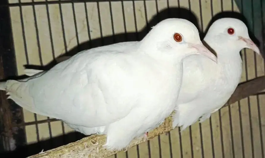 White Red Eye Khumray Pair (Without Chicks] Contact: 03116130712 — photo 4