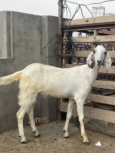 Bakra 2 Dant