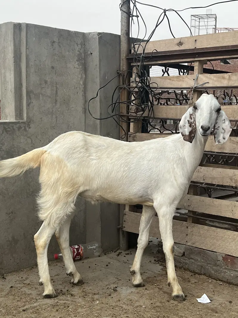 Bakra 2 Dant