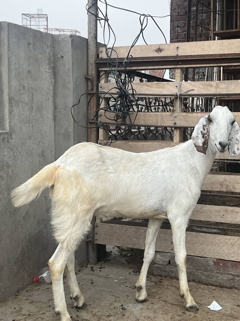 Bakra 2 Dant 1