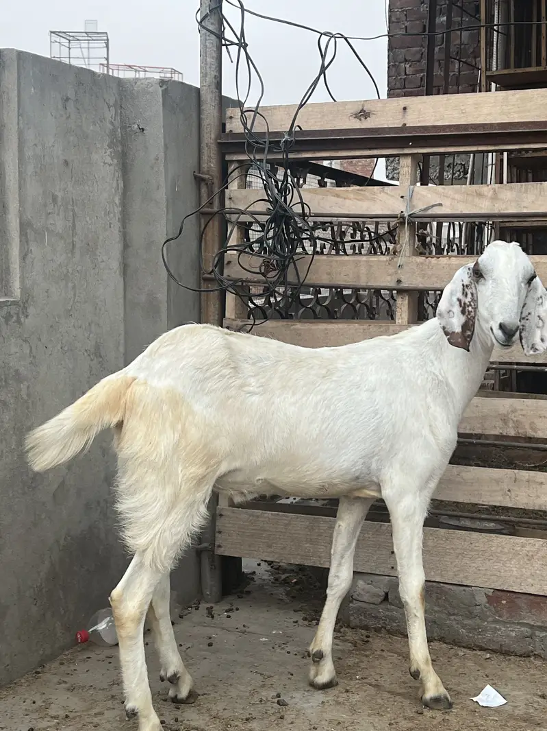 Bakra 2 Dant — photo 2