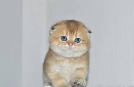 Scotish Fold Kittens Available