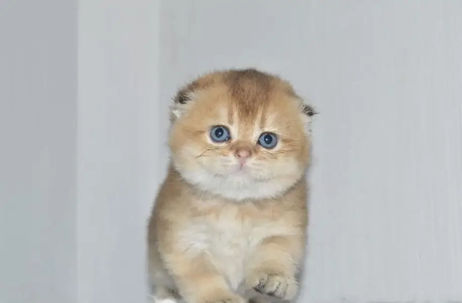 Scotish Fold Kittens Available