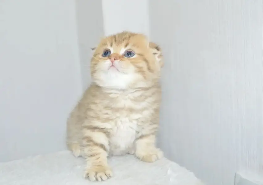 Scotish Fold Kittens Available — photo 2