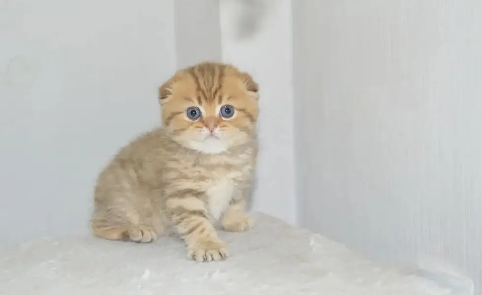 Scotish Fold Kittens Available — photo 3