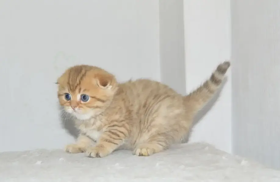Scotish Fold Kittens Available — photo 4