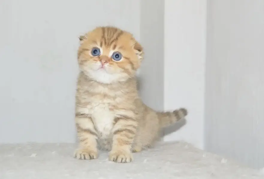 Scotish Fold Kittens Available — photo 5