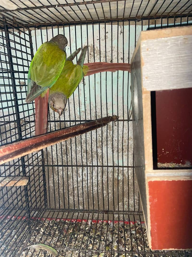 Pineapple Conure Top Quality Red Factor 0