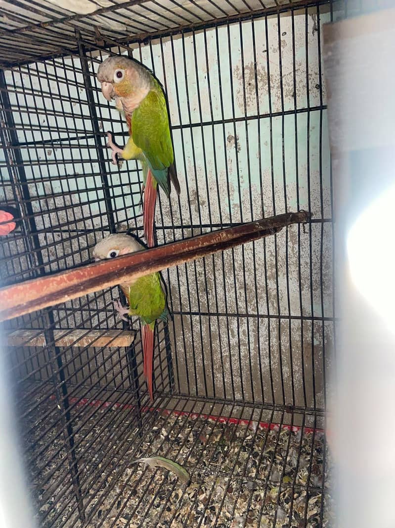 Pineapple Conure Top Quality Red Factor 1