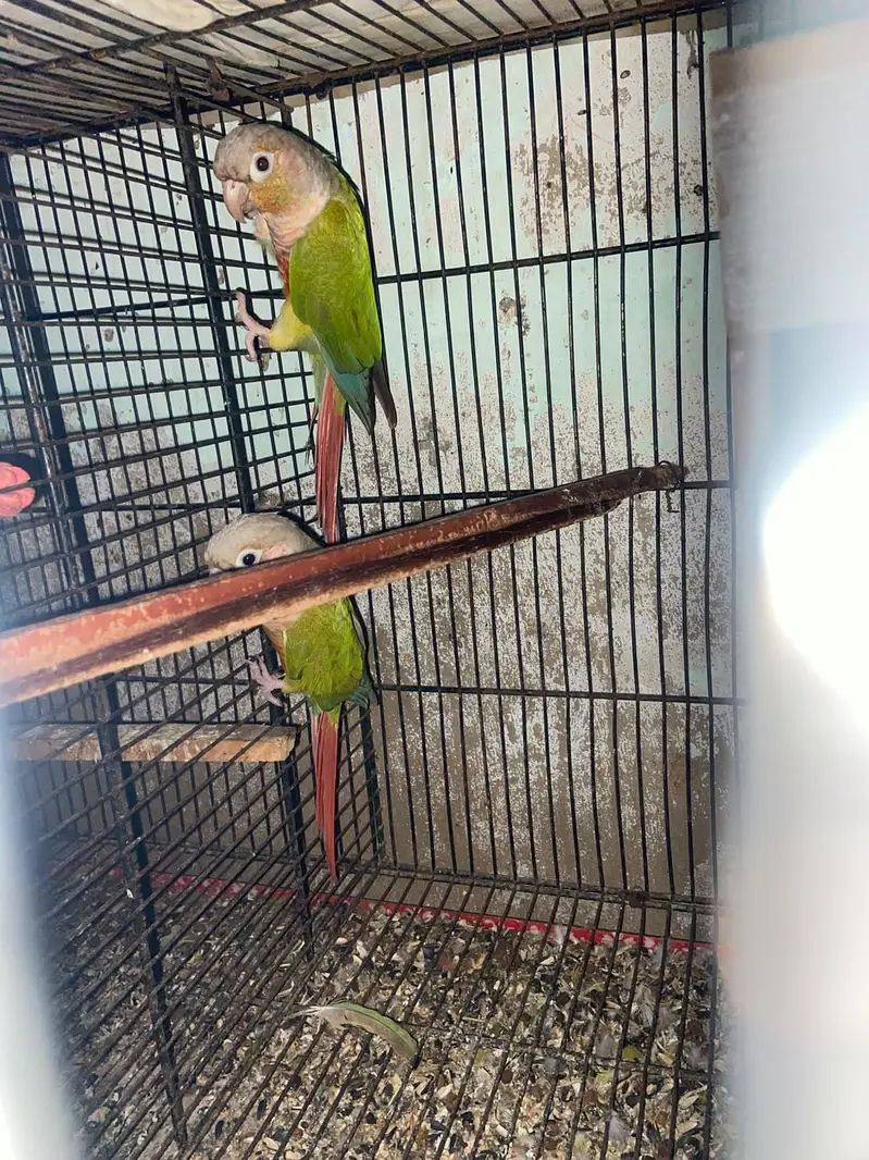 Pineapple Conure Top Quality Red Factor — photo 2