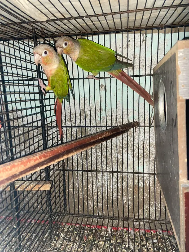 Pineapple Conure Top Quality Red Factor — photo 3