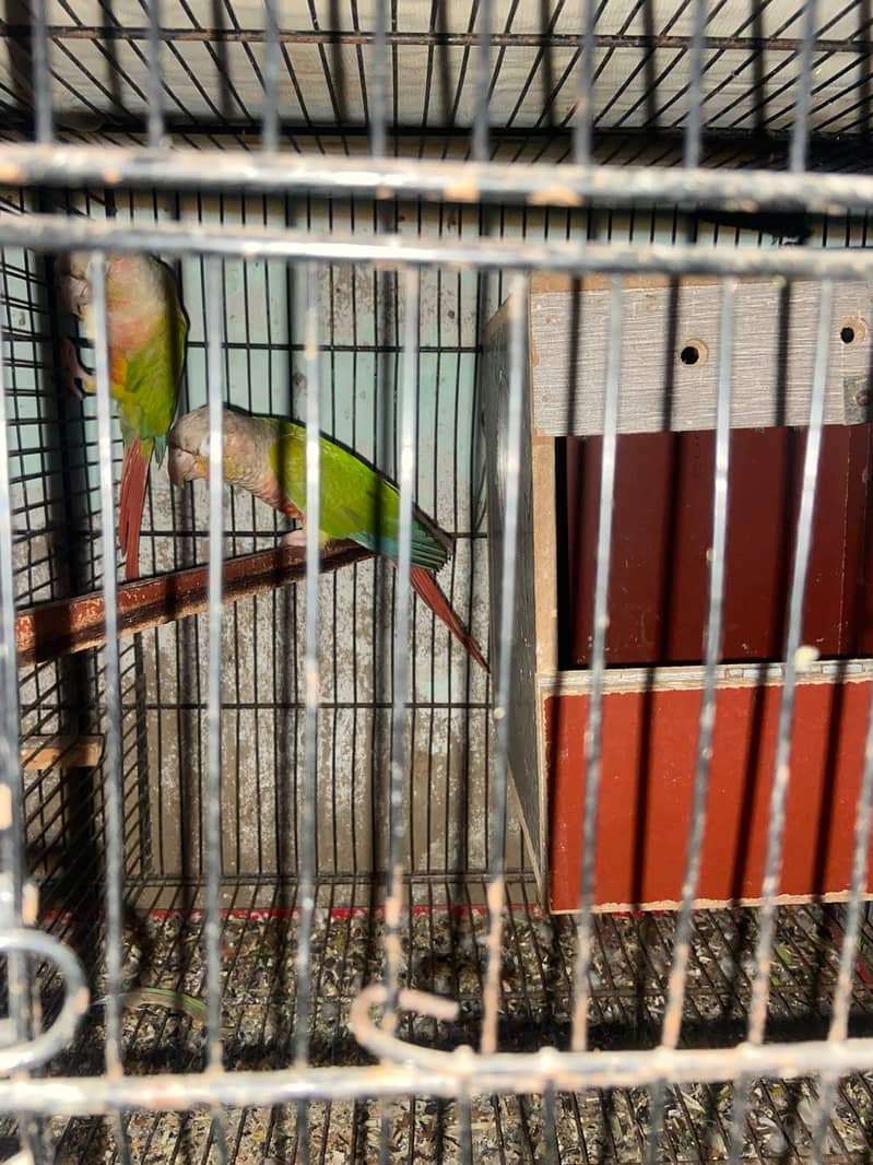 Pineapple Conure Top Quality Red Factor 3