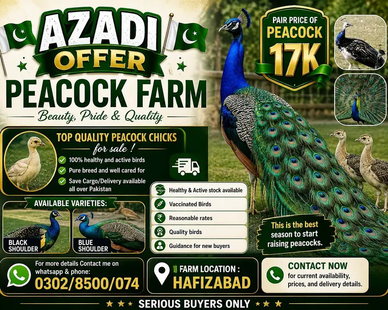 peacocks pathe 5 month healthy vaccinated