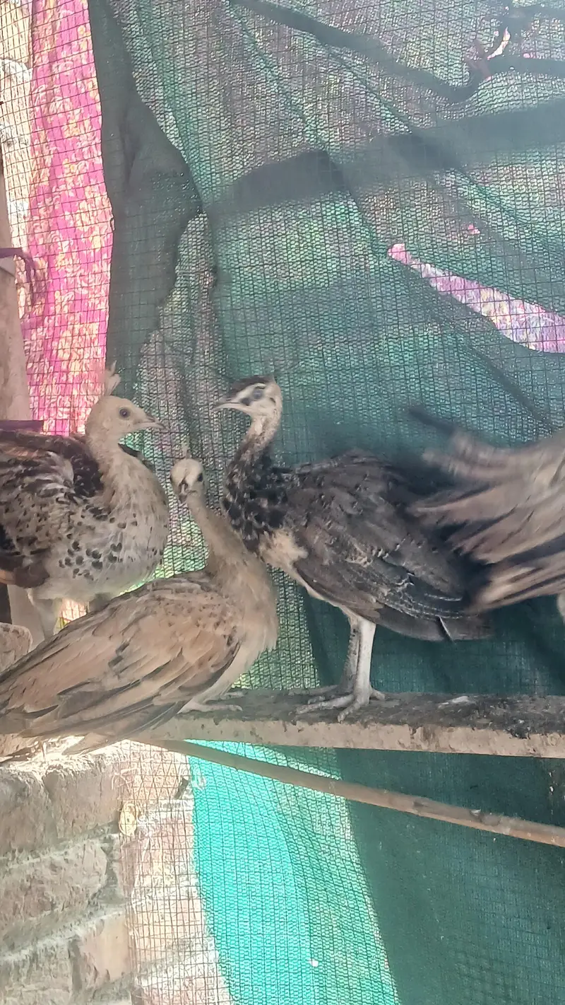peacocks pathe 5 month healthy vaccinated — photo 6