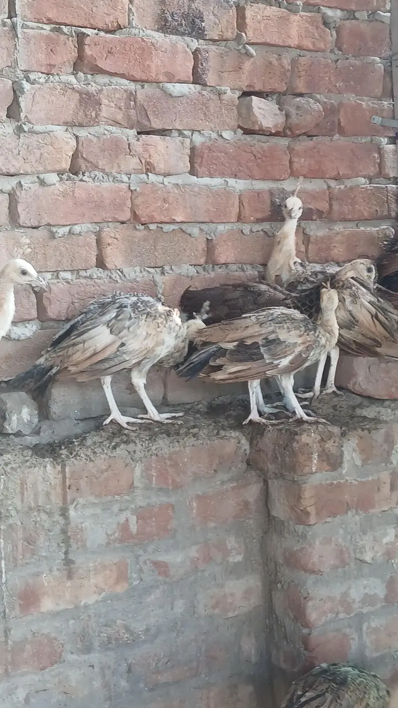 peacocks pathe 5 month healthy vaccinated — photo 8
