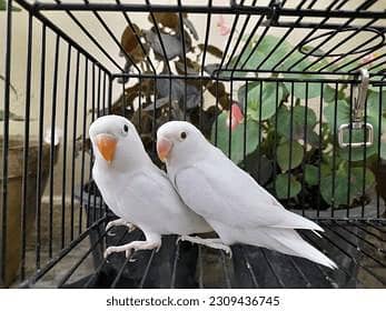 albino back eye split ino pair