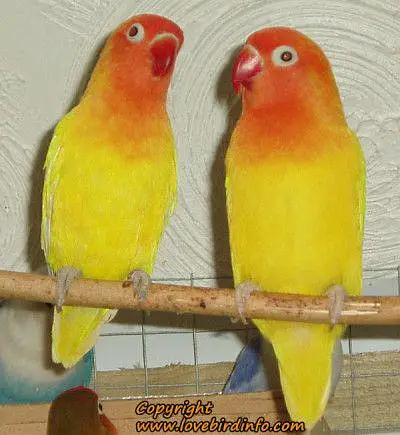 albino back eye split ino pair — photo 2